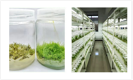 91香蕉频蕉APP下载架