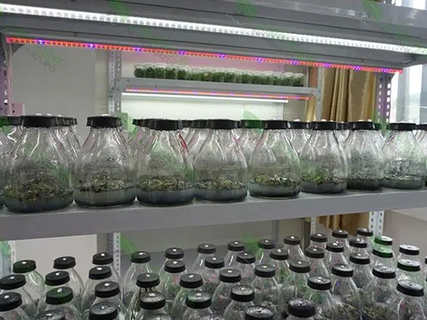 91香蕉频蕉APP下载架
